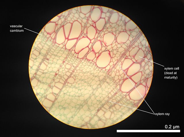 Cross section of 2-year-old Tilia americana, highlighting xylem ray shape and orientation