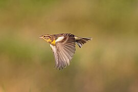 Emberiza aureola (Yellow-breasted Bunting) - in flight