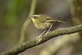 Yellow-throated Thornbill, Stafford Farm Track, New South Wales, Australia