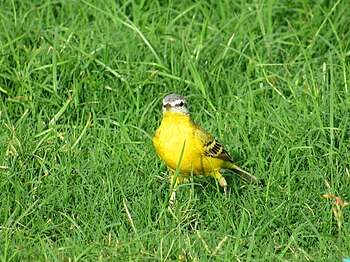 Yellow Wagtail, Janeshwar Mishra Park, Lucknow, Uttar Pradesh.jpg