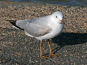 Silver Gull