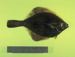 Yellowfin sole Species of fish
