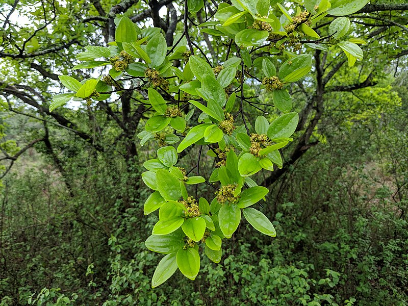 File:Ziziphus sp 18.jpg