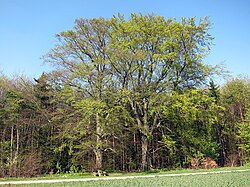 Two beeches near the forest window.jpg