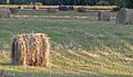 * Nomination Cut field with a hay rolls. Irtysh river floodplain, Pavlodar Region, Kazakhsan. By User:Ivan ideia --Красный 04:32, 22 June 2024 (UTC) * Promotion Good quality. --Kritzolina 08:12, 22 June 2024 (UTC)