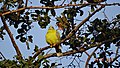 এজনী হাইঠা চৰাইৰ ছবি, Yellow footed green pigeon.JPG