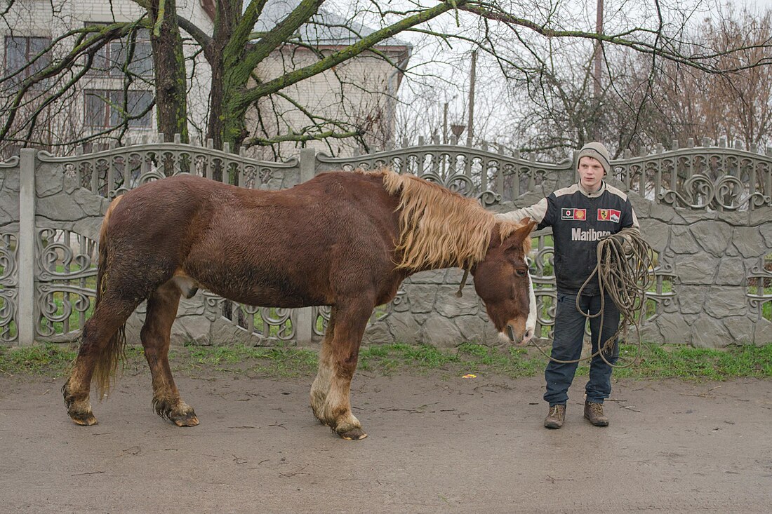 Novoalexandrovsk (cheval)