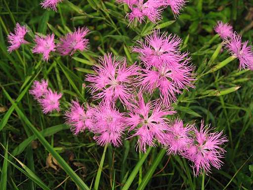 カワラナデシコ Dianthus superbus var. longicalycinus