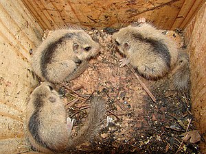 Japanese Dormouse: Species of mammal