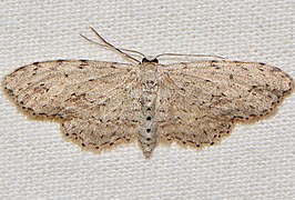 Pimaphera sparsaria