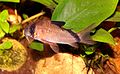 an:Corydoras panda