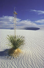 Yucca in White Sands National Monument, taken in 1999.