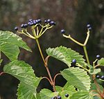 1570-Viburnum dentatum-DZ-8.12. 
 JPG