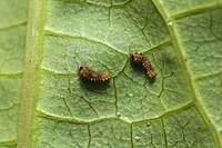 1st instar caterpillars of Pachliopta aristolochiae aristolochiae