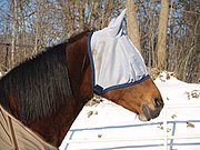 Fly mask 20070210 horse with covered face.jpg