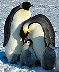 Miniatura para Pinguim-imperador