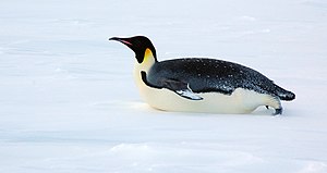 Pinguin: Etimologie, Evoluție, Distribuție și habitat