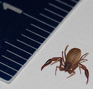 Cheliferidae Family of pseudoscorpions