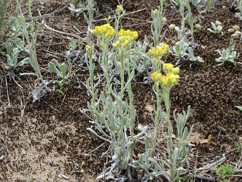 File:20140803Helichrysum arenarium1.jpg