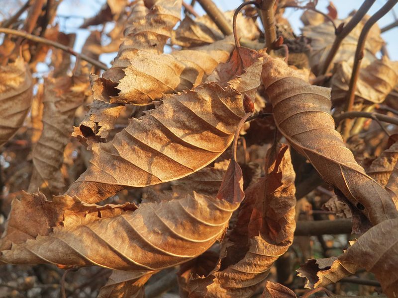 File:20170128Carpinus betulus1.jpg