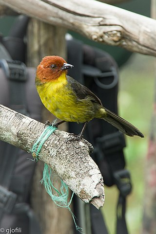 <span class="mw-page-title-main">Tepui brushfinch</span> Species of bird