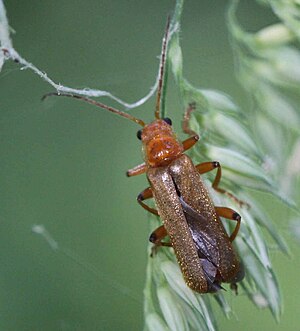 2017 06 04 Cantharis cryptica.jpg