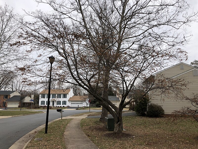 File:2020-01-31 13 47 04 A Japanese Maple with dead leaves still attached during mid winter along Autumn Hill Court in the Franklin Farm section of Oak Hill, Fairfax County, Virginia.jpg