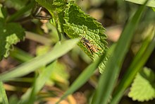 20210417 Nomada fucata.jpg