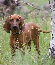 are redbone coonhounds good with other dogs