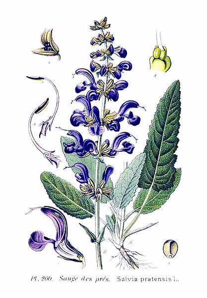 File:260 Salvia pratensis L.jpg