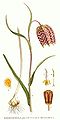 Fritillaria meleagris plate 384 in: C.A.M Lindman: Bilder ur Nordens Flora first edition: (1901-1905) supp. edition (1917-1926)