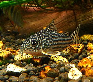 55067369.Corydorassterbai.jpeg