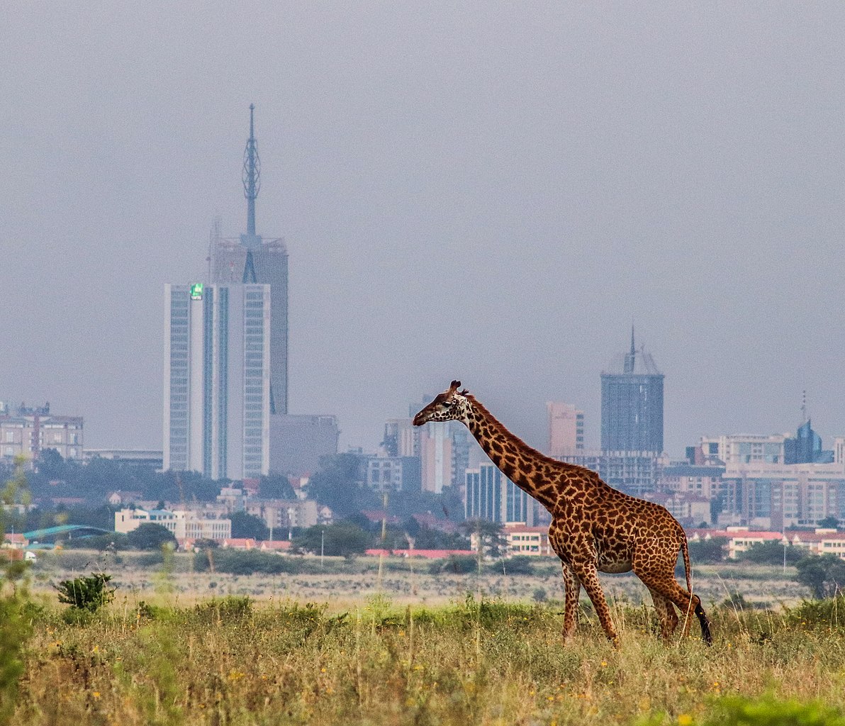 File:A giraffe the tallest animal in Kenya at Nairobi National Park with a  background of Britam Tower the tallest building in  - Wikipedia