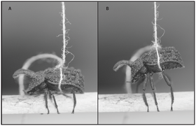 November 27: A large male Bolitotherus cornutus undergoing a grip strength trial.