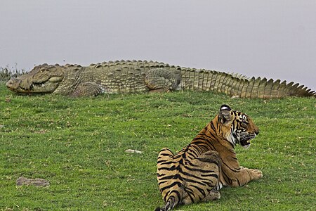 Tập_tin:A_male_tiger_with_huge_crocodile_at_Rajbaugh,_Ranthambhore.jpg