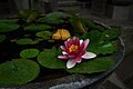 * Nomination A lotus flower after rain --Alexandar Vujadinovic 16:11, 11 June 2016 (UTC) * Promotion Good quality. --Tuxyso 19:45, 11 June 2016 (UTC)