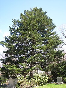 Abies homolepsis, кладбище Маунт-Оберн.JPG