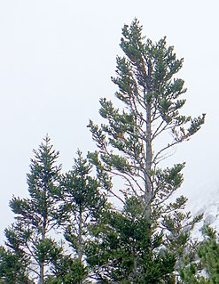 <i>Abies vejarii</i> Species of conifer