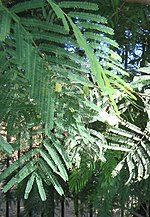 Acacia