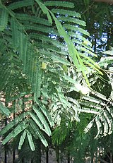 Acacia-berlandieri flower Acacia-berlandieri-flowers4.jpg