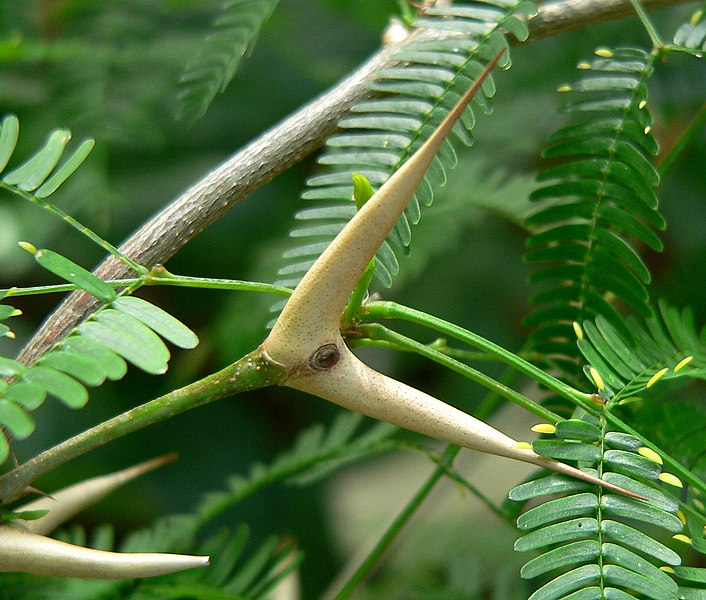 File:Acacia cornigera 2.jpg