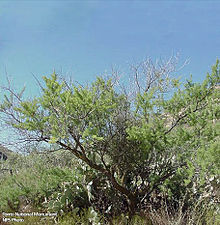 Senegalia greggii Acacia greggii1.jpg