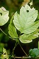 Acalypha neomexicana