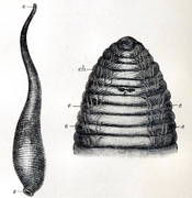 Dessin d'Acanthobdella sp. (Acanthobdellidea)