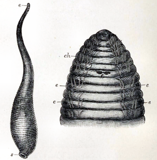<i>Acanthobdella peledina</i> Species of annelid worm