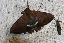 Achaea serva (Noctuidae Catocalinae) .jpg