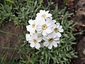 Achillea ageratifolia, Krwawnik żeniszkolistny, 2019-05-05