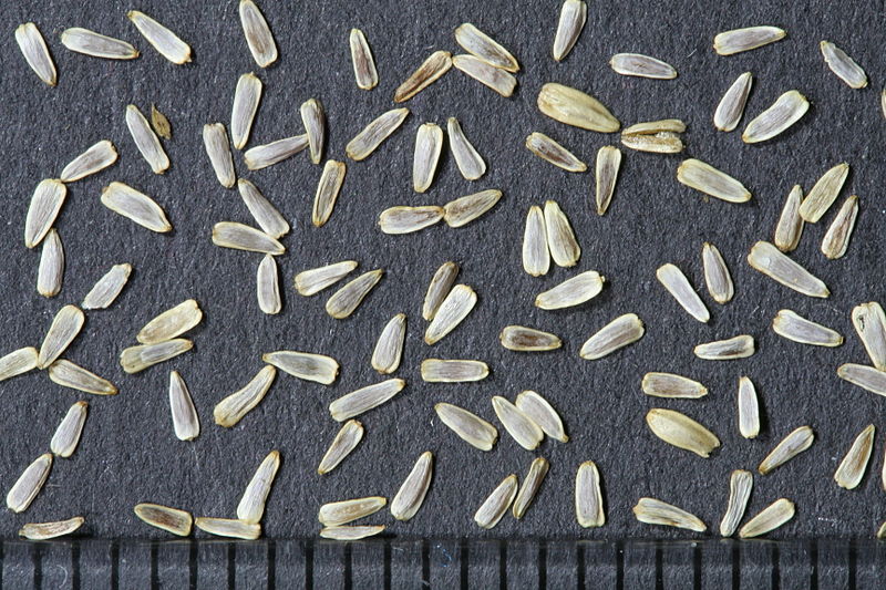 Récolte des semences, plante par plante 800px-Achillea_millefolium_L._seeds