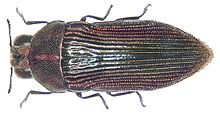 Acmaeodera brooksi Acmaeodera brooksi Waterhouse, 1904 (3012470617).jpg