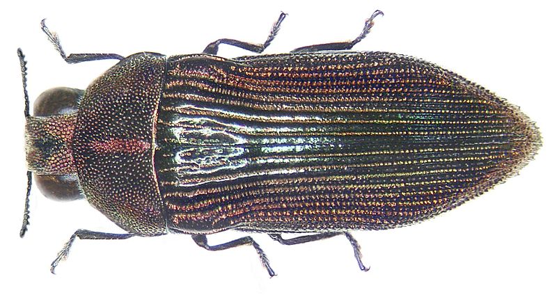 File:Acmaeodera brooksi Waterhouse, 1904 (3012470617).jpg